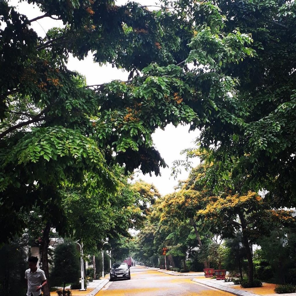 Con đường cây xanh mát dọc 2 bên đường dẫy biệt thự Ngọc Trai