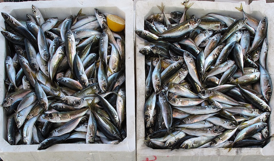 cá biển - ăn hải sản ngon rẻ ở Sầm Sơn